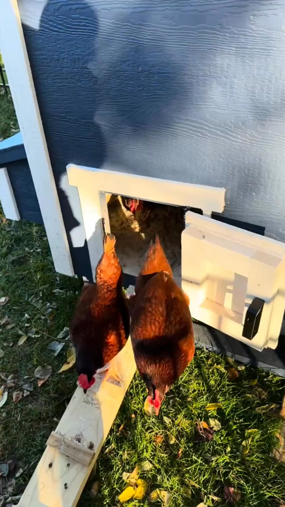 America's Favorite Chicken Coops 🐔