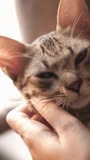 FELIWAY