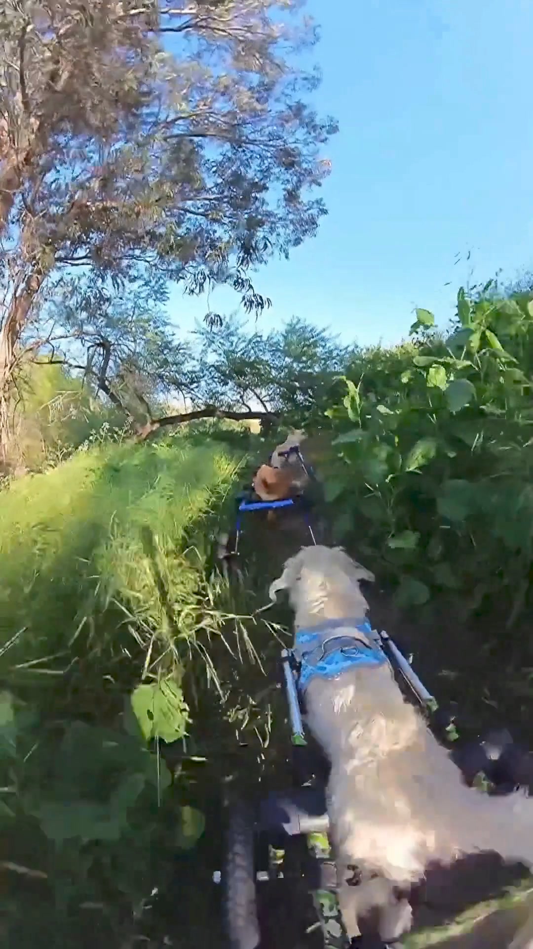 Walkin' Pets Wheelchairs