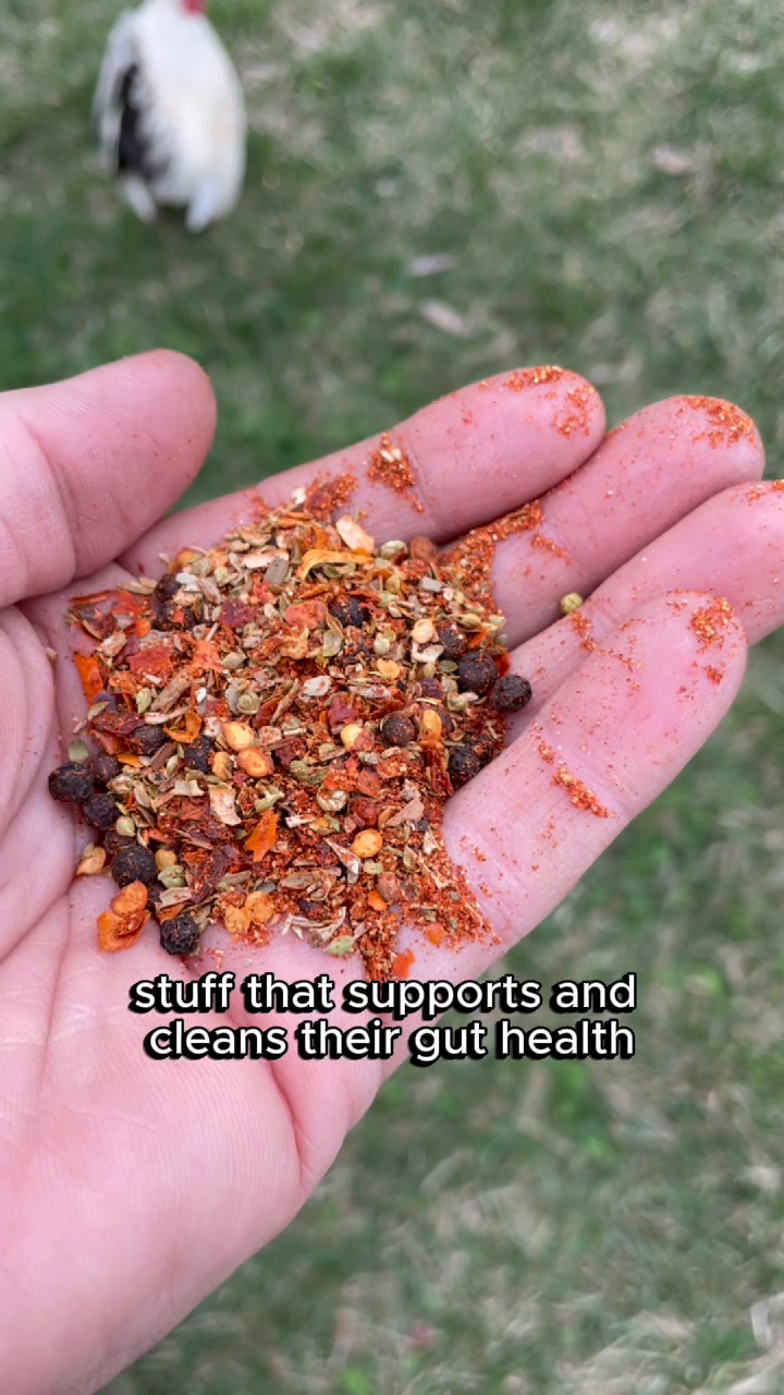 ⭐⭐⭐⭐⭐ Eggcellent