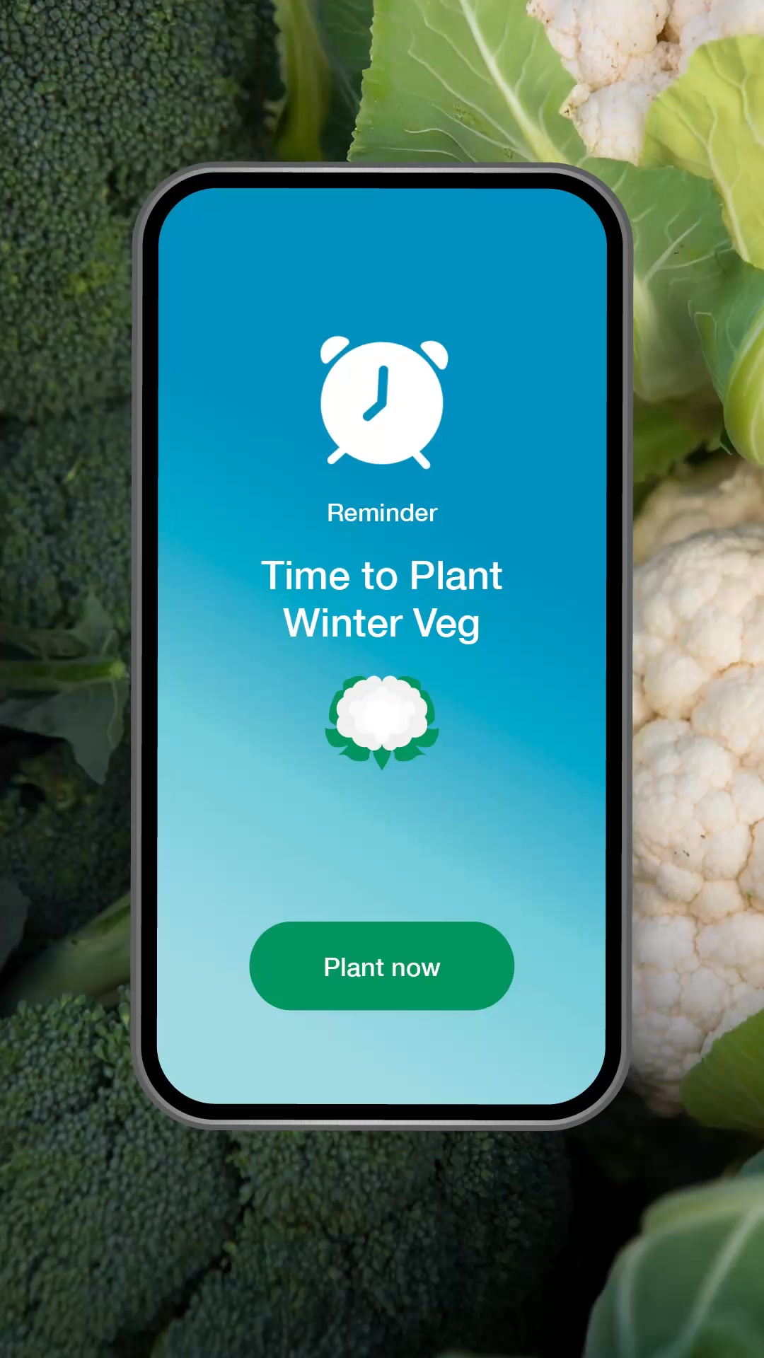 Time to Plant Winter Veggies