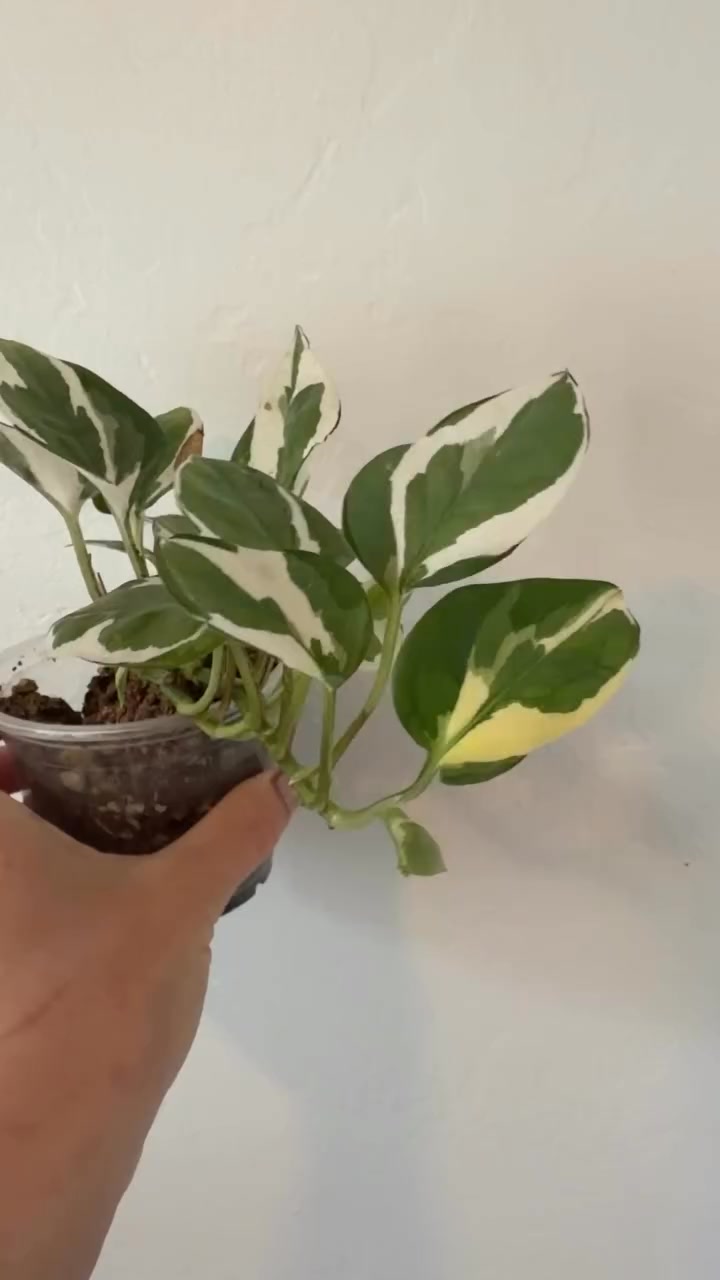 Fix Messy Vines Beautifully