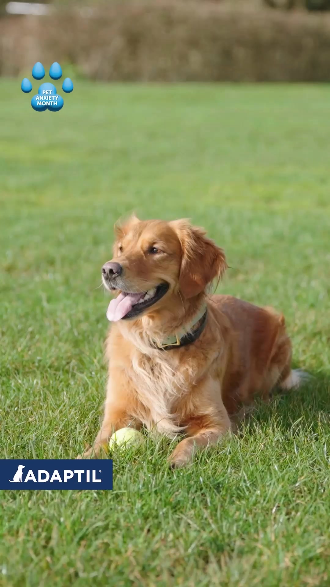 Our dogs feel anxiety too. 💛