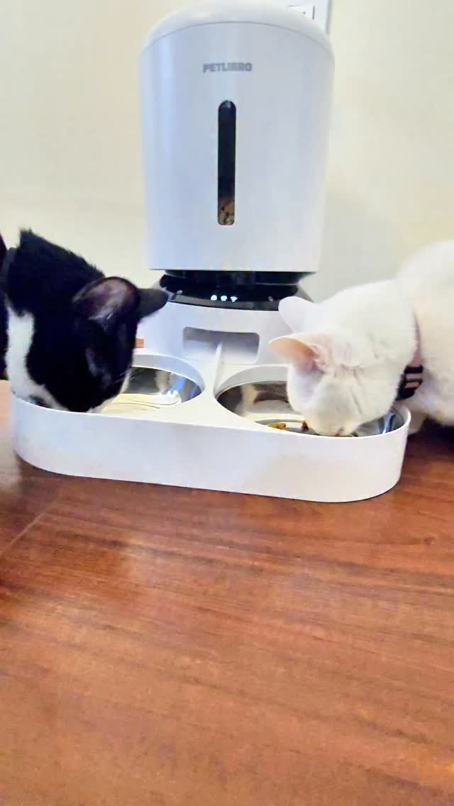 Feeding multiple cats used to be such a challenge in my household — until I started using the @Petlibro Granary Smart Camera Feeder. It’s honestly been a game-changer!

🐾 Schedule 10 daily meals
🐾 Monitor with 1080p camera & 145° wide lens
🐾 Two-way voice chat in real-time
🐾 Quadruple sealed for freshness
🐾 5L large capacity, Wi-Fi & app controlled

Simplify your feeding routine now! Tap the link in my bio and use code Didem30 for 30% off:
🔗http://bit.ly/4hdmUQC

#petlibro #cats #SmartFeeder #PetTech