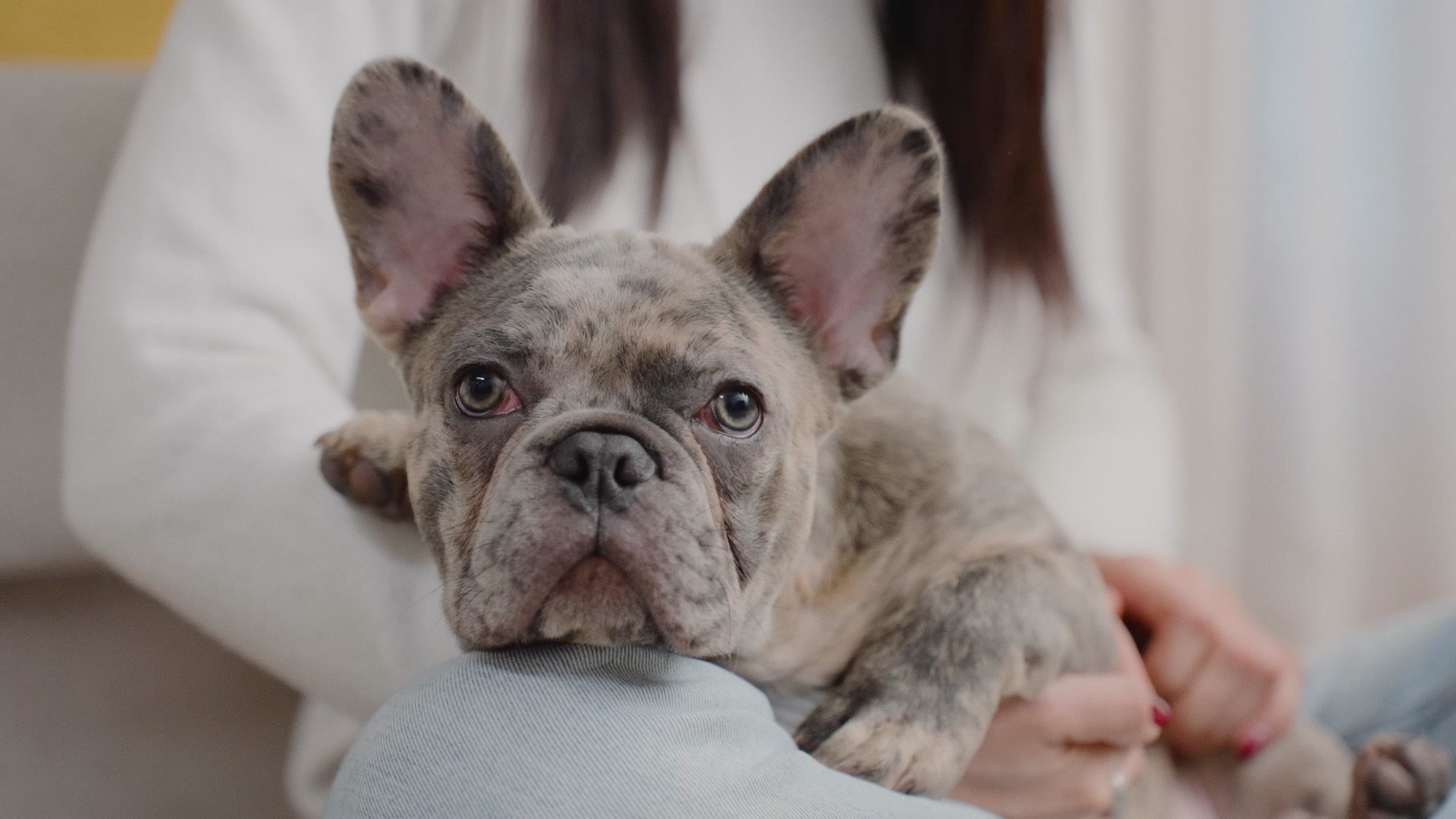 No es una mascota. Es familia.