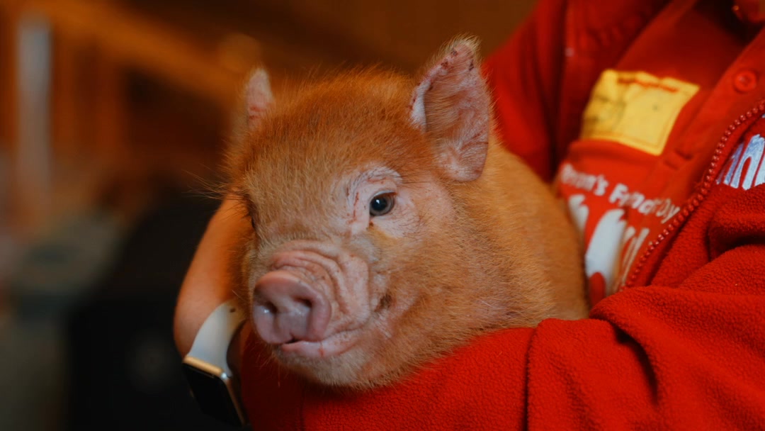 Magic March Pass - FREE Unlimited Visits✨