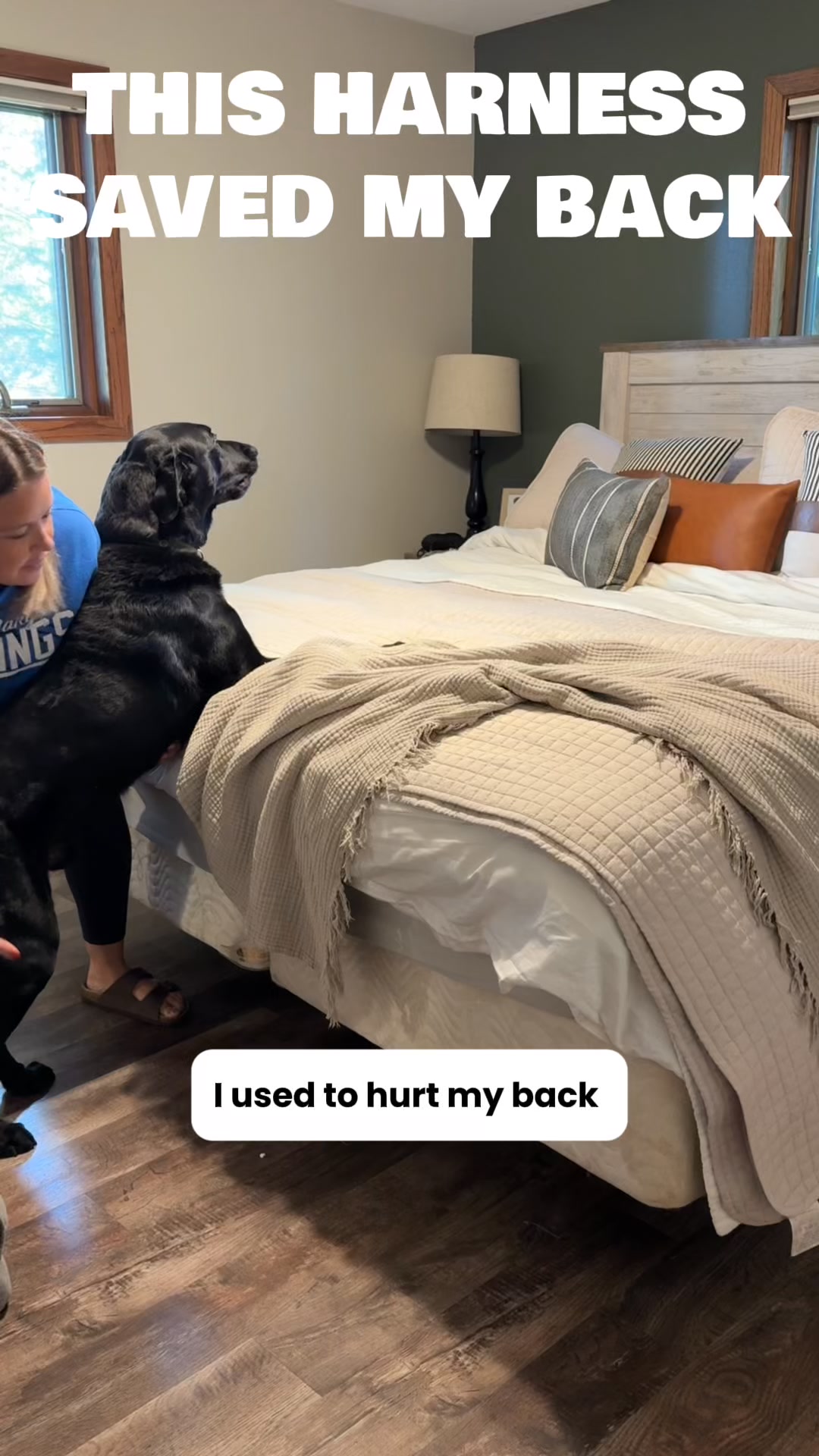 Veterinarian-Recommended Harness for Senior Dogs