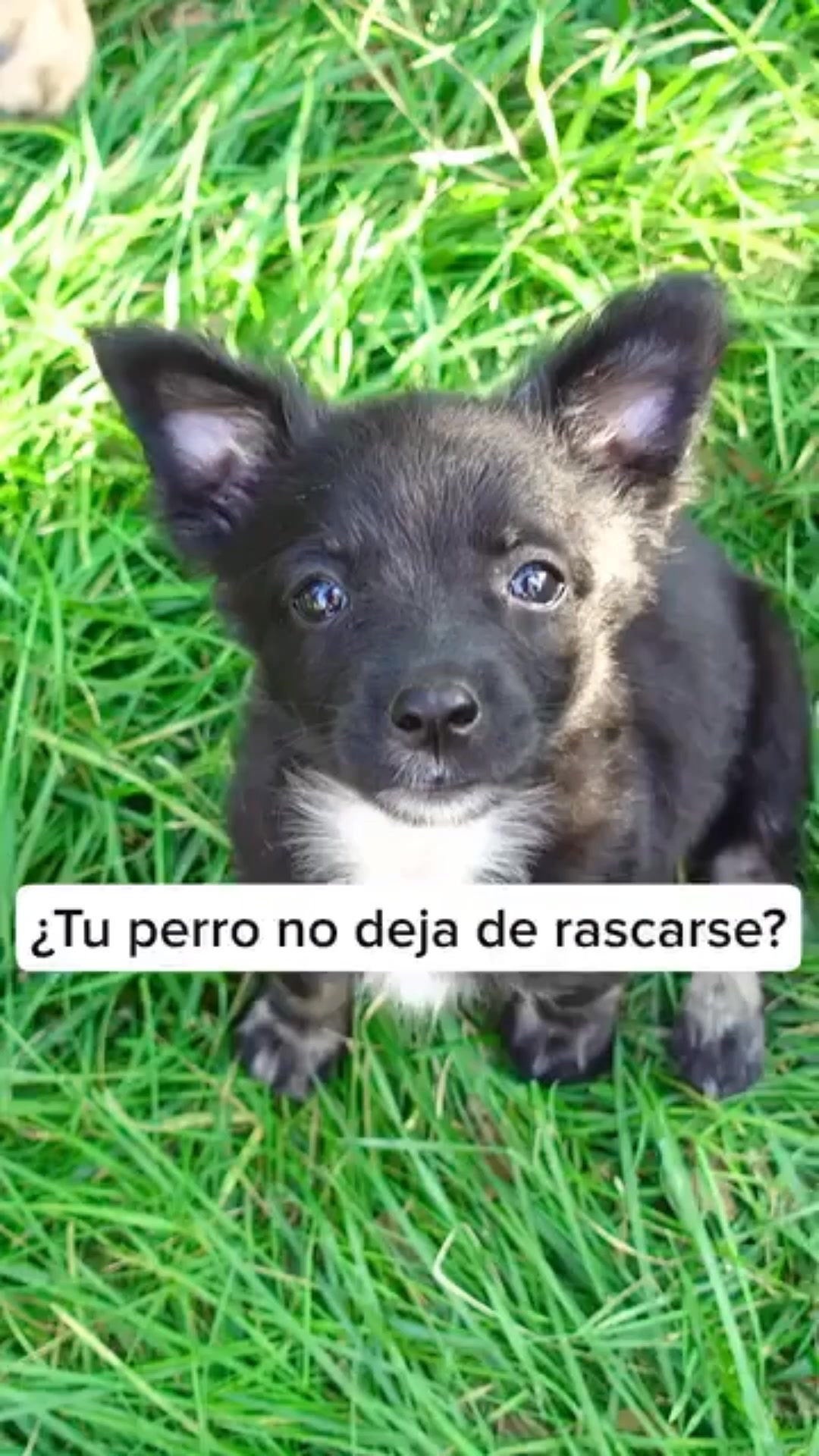 Protege a tu perro