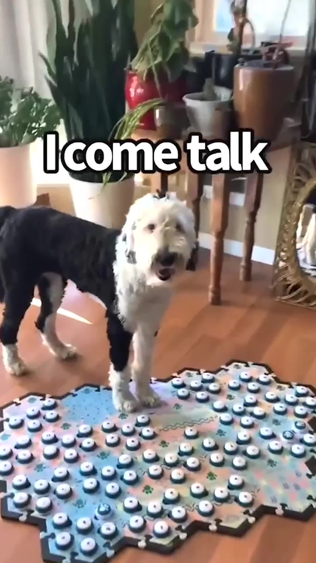 Used by the world's most talkative dogs and cats!