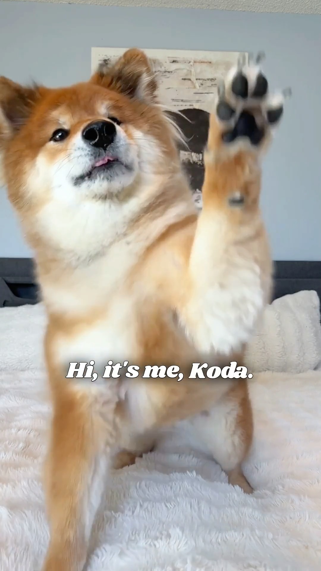 See, we're even pet-approved! 🐕

PuroAir devices filter out everything you don't want in your home's air, all without making too much noise to bother your fur babies.

Whether it's the 240, 130i, 400, all-new 100, or a bundle of devices, we have you #PuroAirProtected.