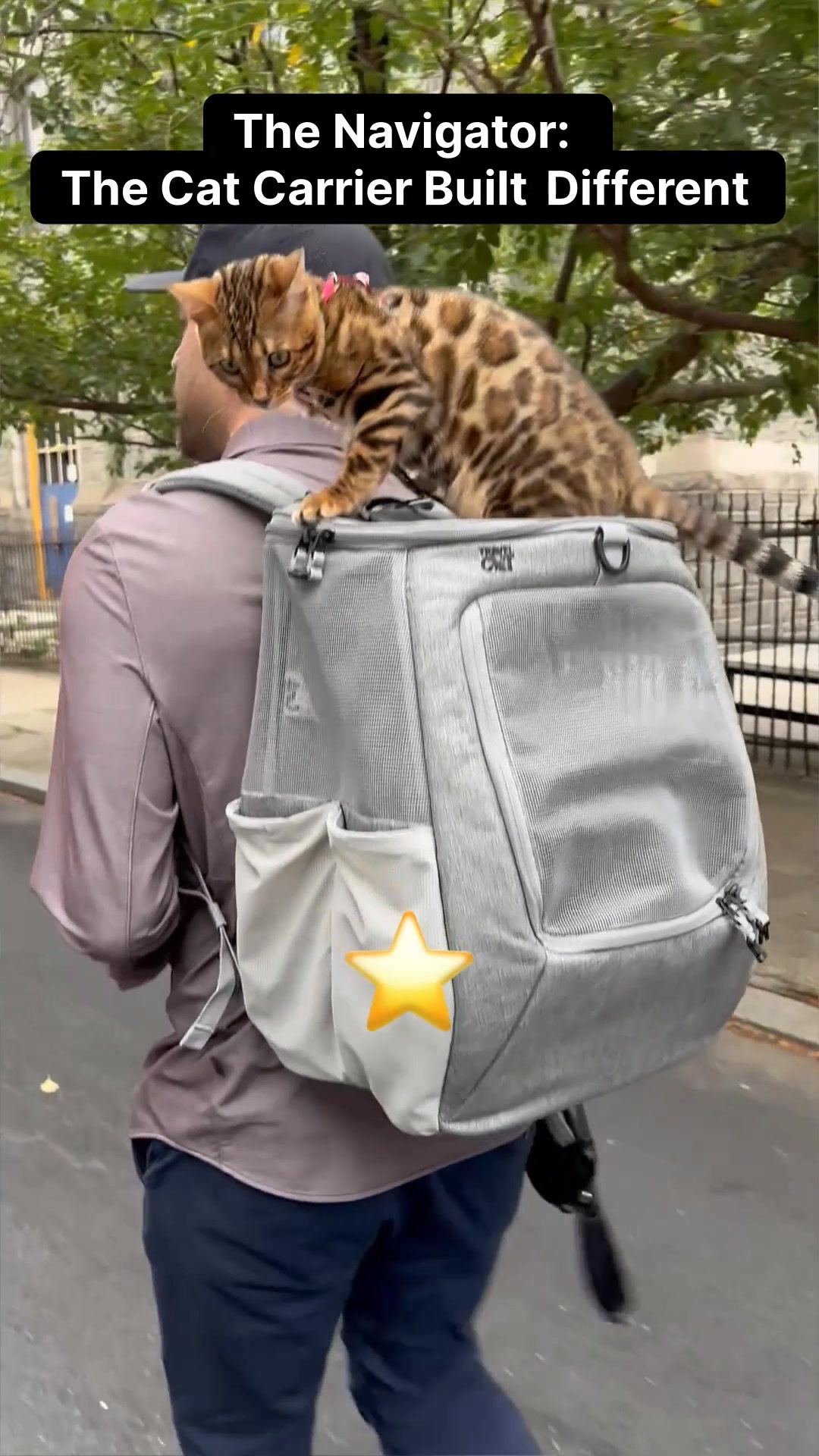 Designed for Cats, Not Trends