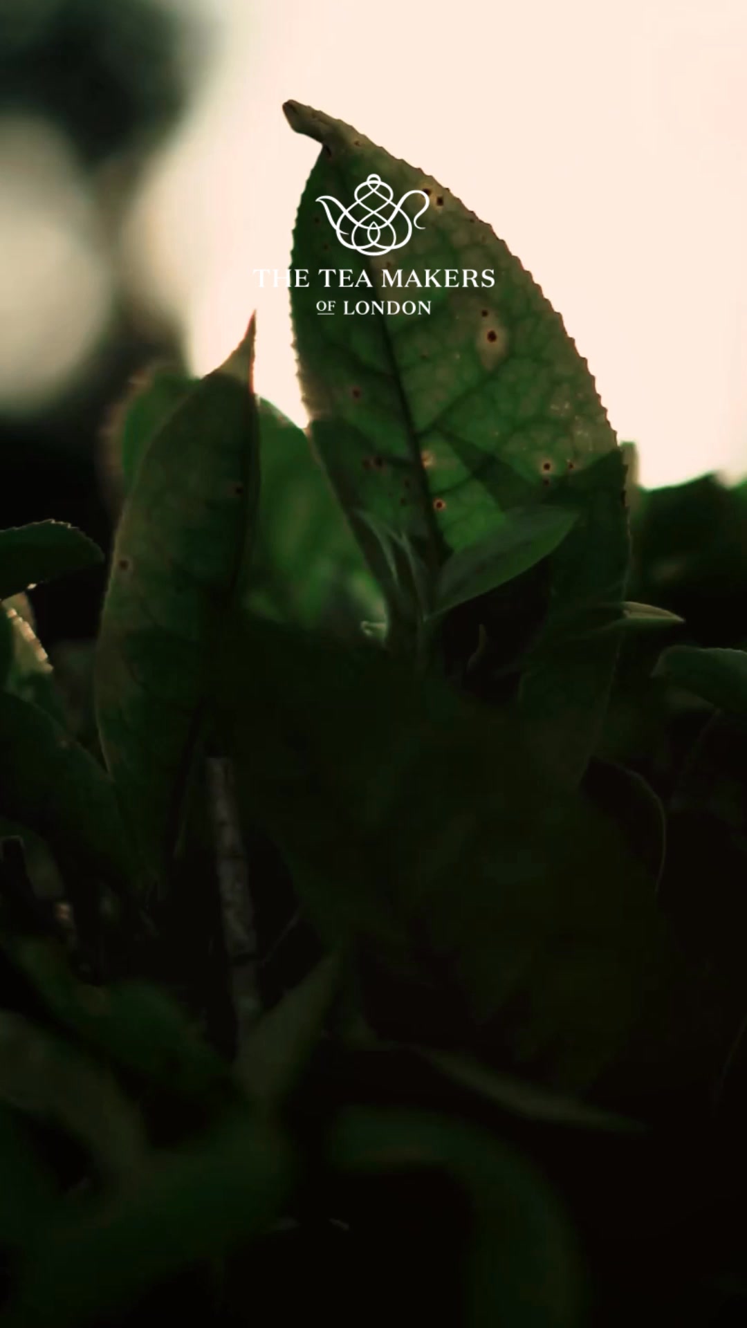 Discover Premium Teas