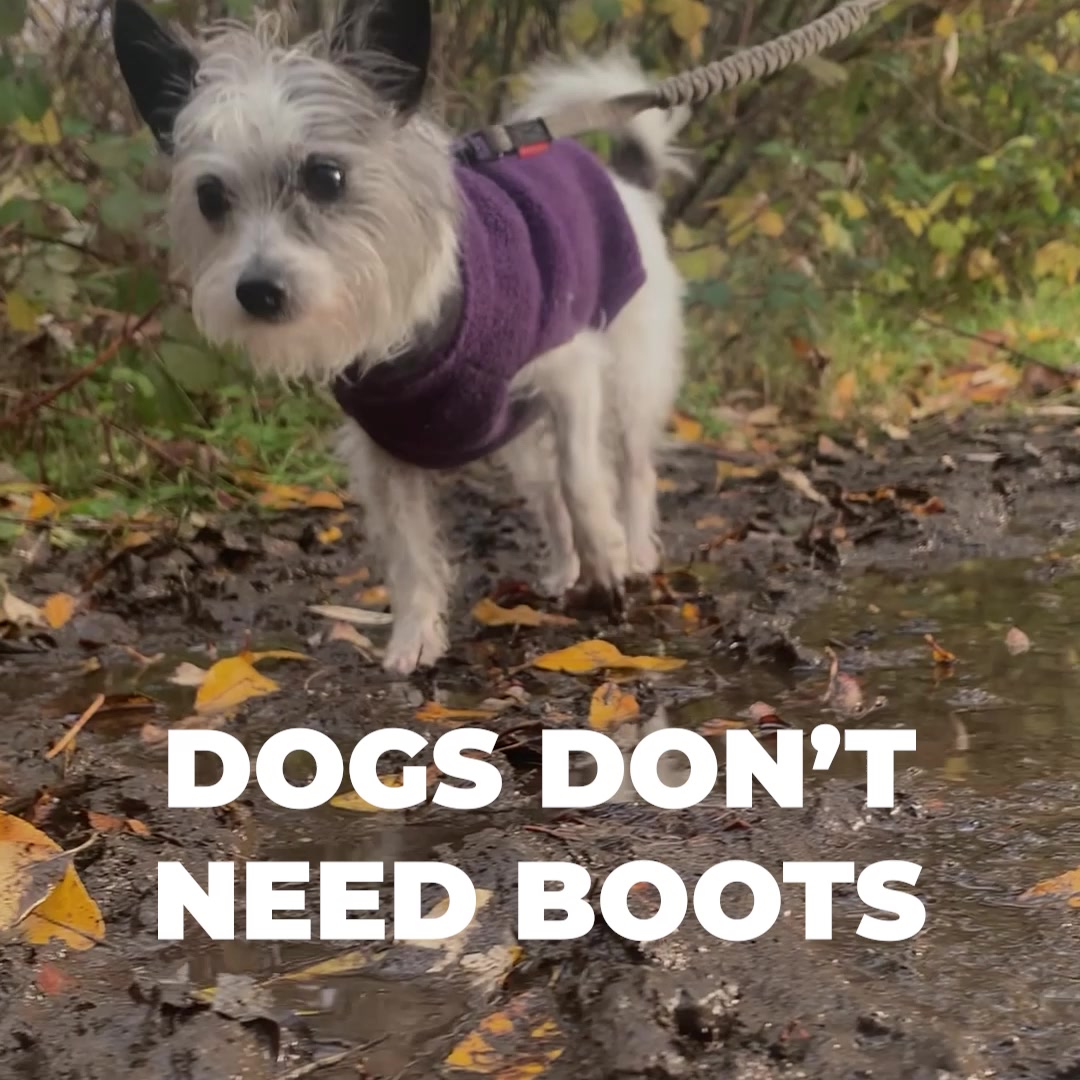 Walkee Paws Boot Leggings