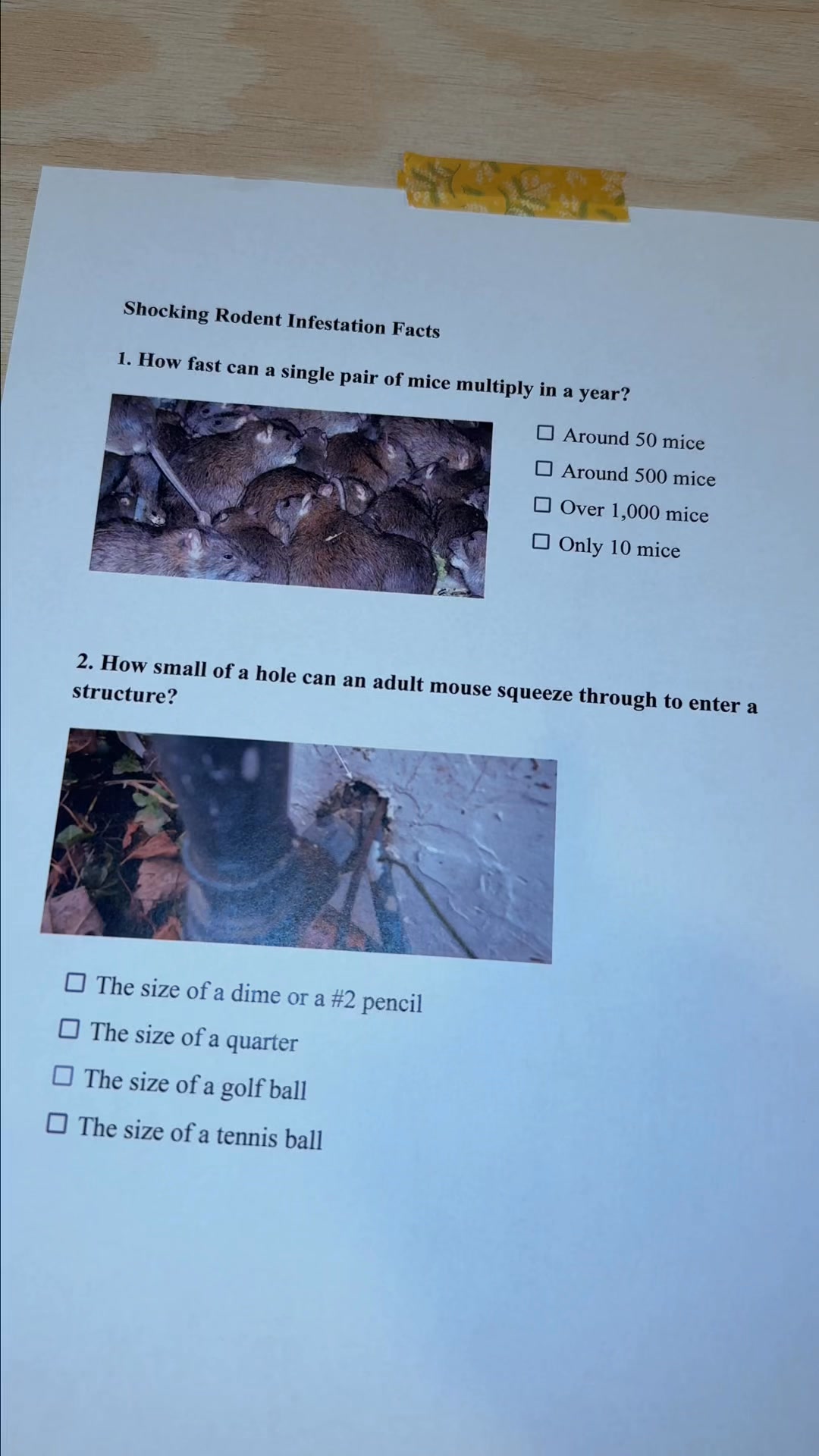 Poison-Free Pest Control For Your Home