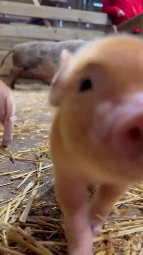 Magic March Pass - FREE Unlimited Visits✨