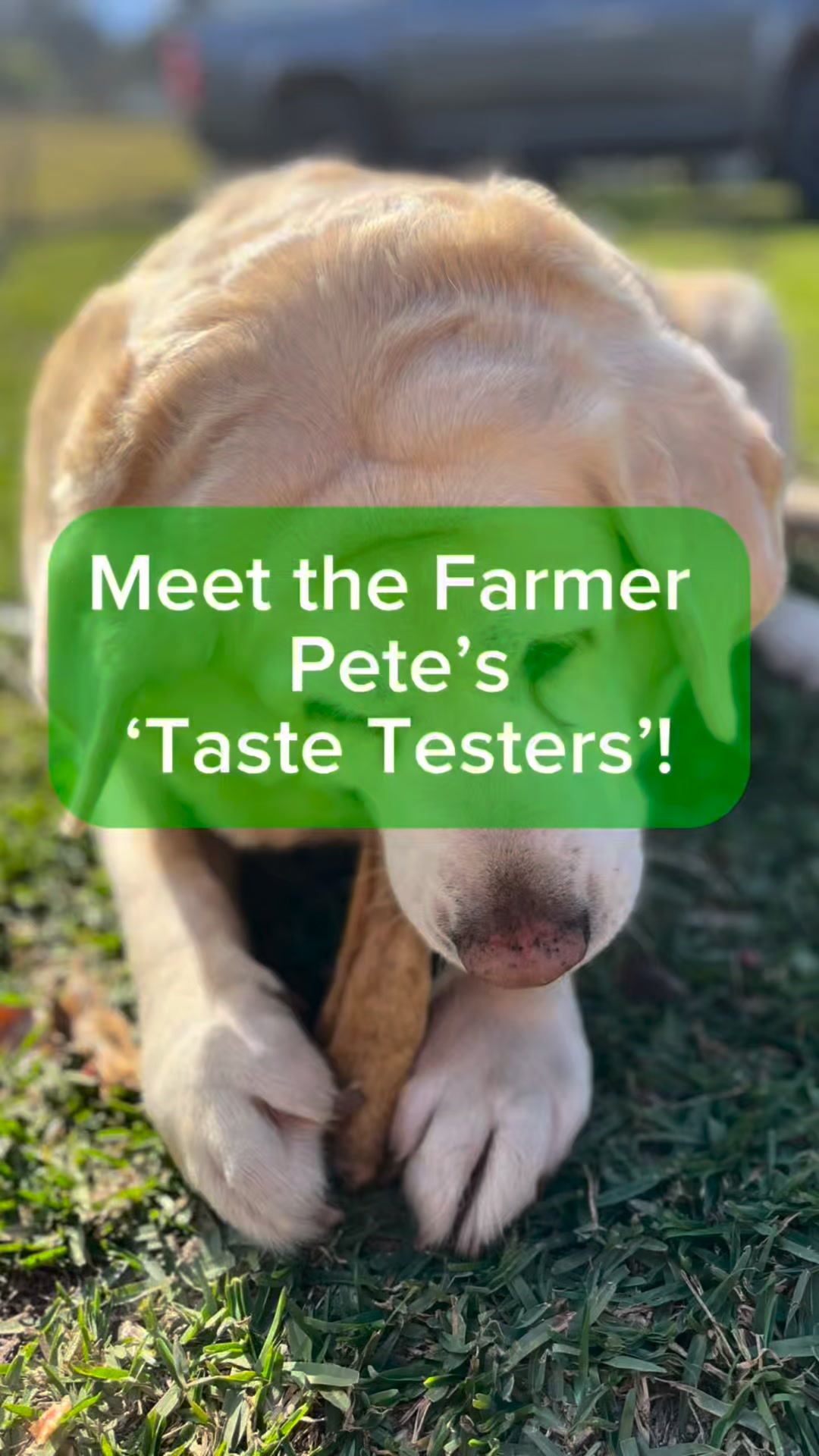 Paws Approved Treats for Your Pet by Farmer Pete's Treats 🐾