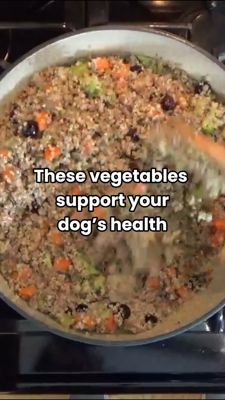 🥦 Ingredients matter more than you think.

What you feed your pet goes beyond filling a bowl — it fuels their health. 🐾

Ingredients like carrots, broccoli, and blueberries provide natural vitamins and antioxidants that support immunity, digestion, and overall wellness.

✨ Real food. Real benefits.
✨ No fillers. Just nutrition that makes sense.

These vegetables make a difference. 

⬇️ Learn how to add them properly

#PetNutrition #HealthyIngredients #RealFoodForPets #PetWellness #dognutritiontion #CatNutrition #HolisticPetCare #PetHealthTips #CleanPetFood #HolisticVetBlend