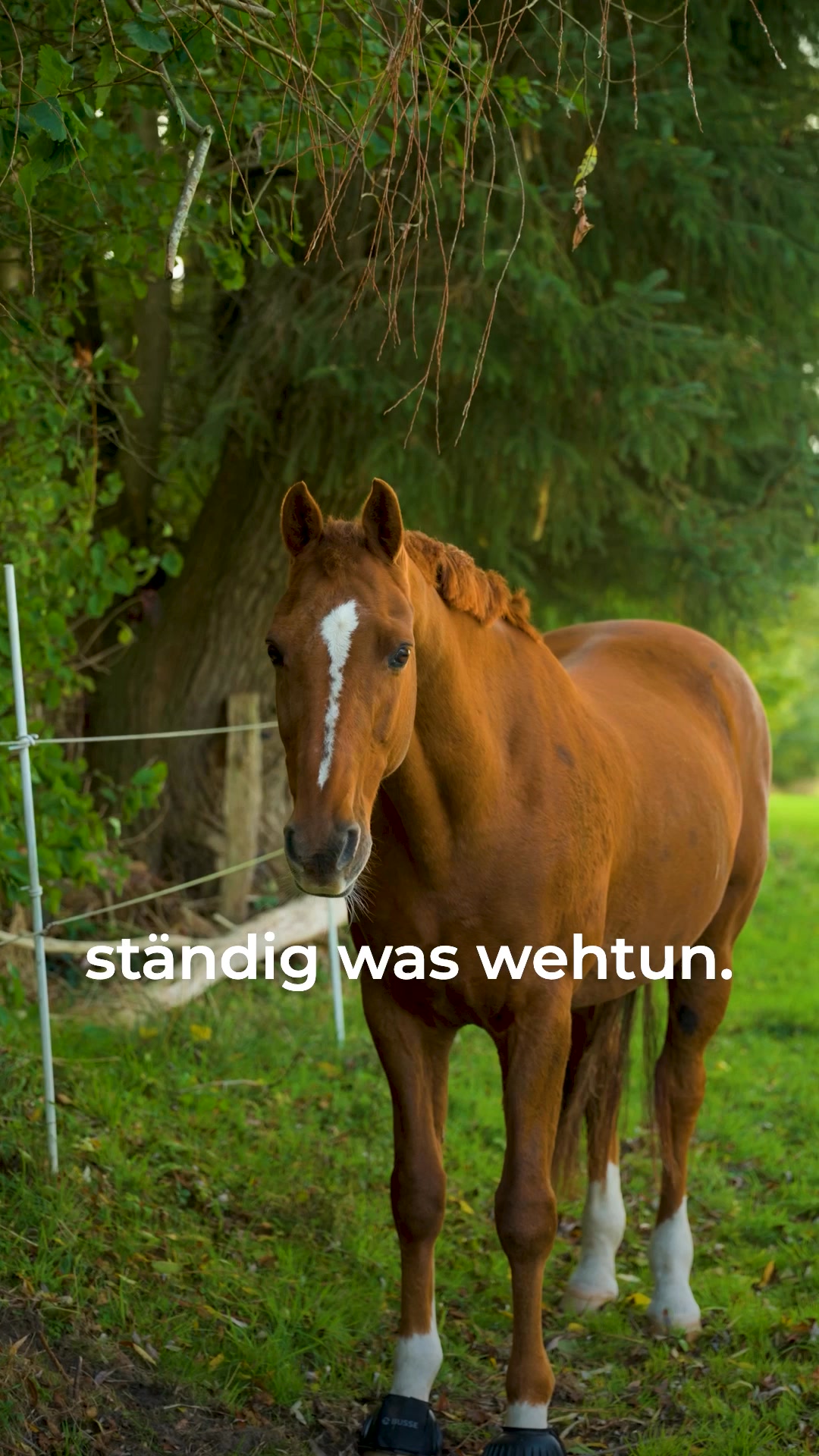 🐴 Jetzt Coolly testen!