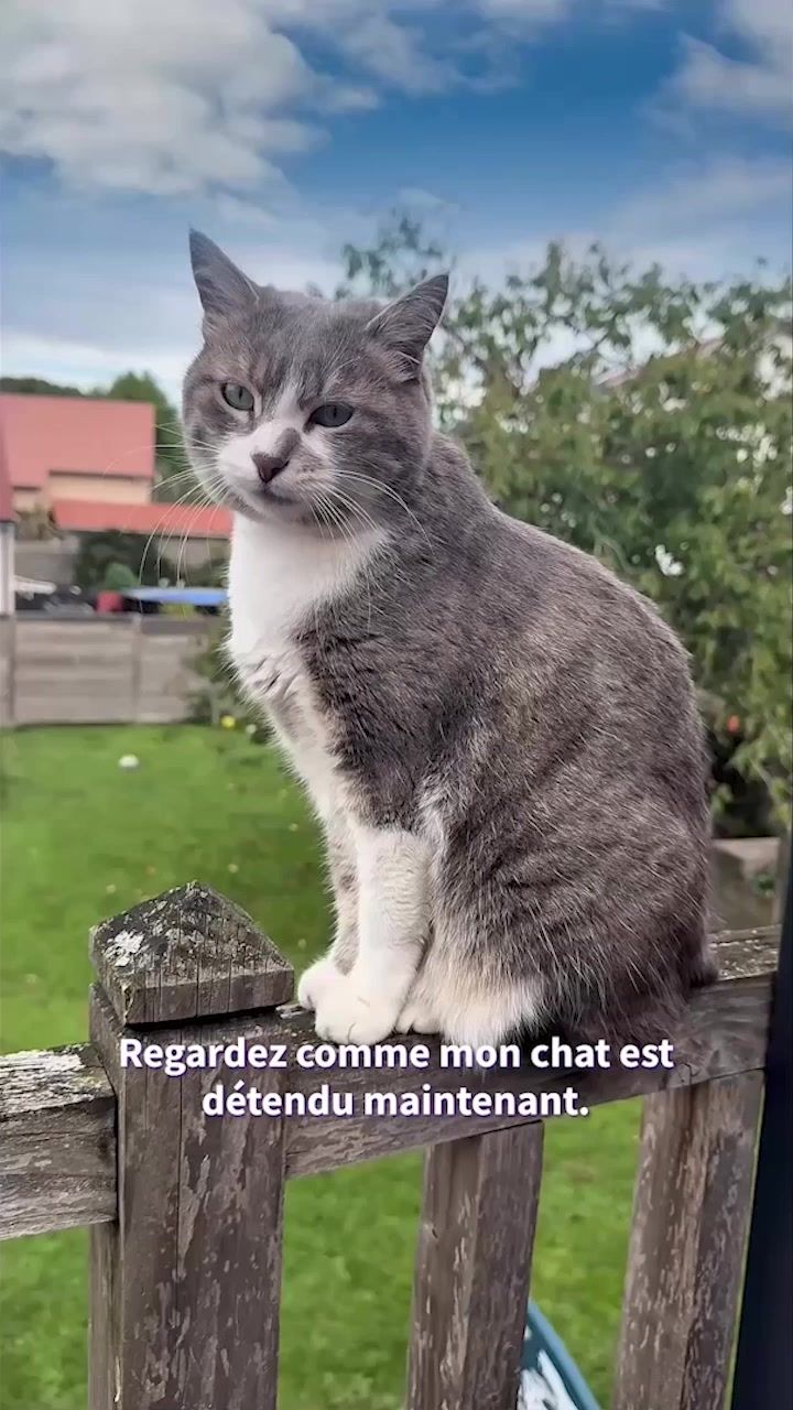 Découvrez FELIWAY Optimum !