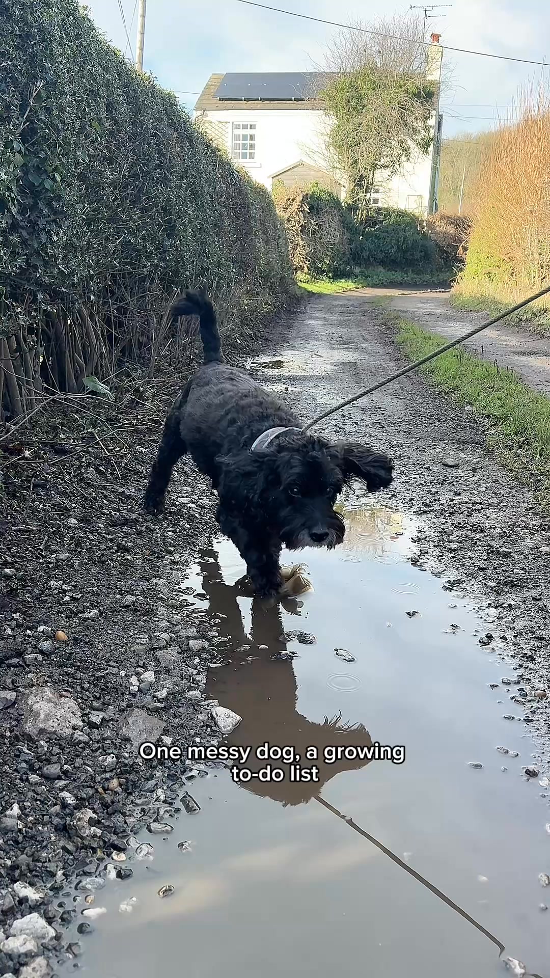 Mucky Pup Welcome Bundle | Beco