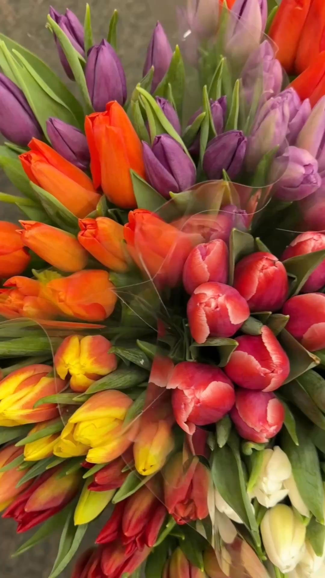 Fresh flowers… without the flower shop price 💐

Our best-selling Tulip Surprise Boxes are back — shipped farm-fresh from Holland Ridge Farms straight to your door.

✨ 20 premium tulips in 2 surprise colors
💸 Just $29.99 (up to 50% less than florists)
🚚 FREE delivery nationwide
📝 Add a personal gift message
📅 Choose your delivery date

Perfect for birthdays, thank-yous, or just because.
But we harvest fresh daily — and once each day sells out, that’s it.

👉 Reserve your delivery now before today’s boxes are gone.