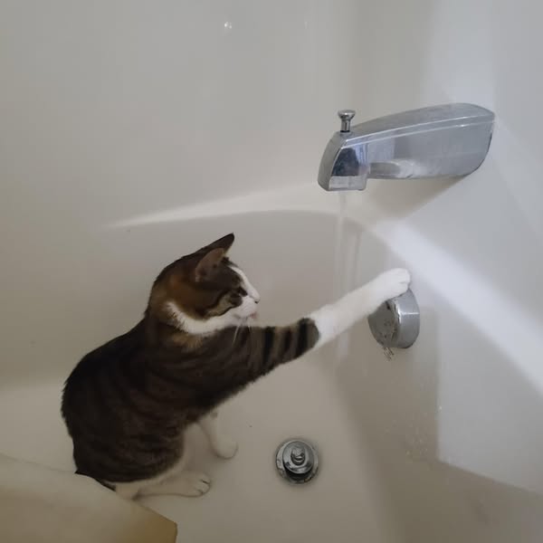 Read If Your Cat Ignores Their Fountain👆