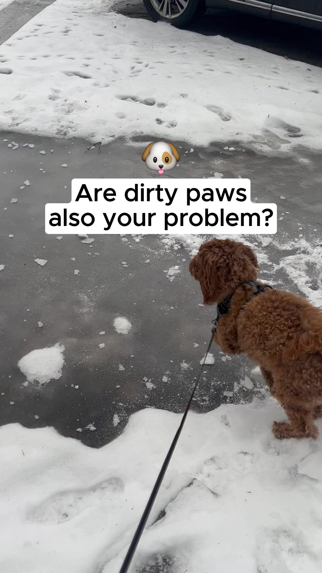 Stop Losing Dog Boots Forever.