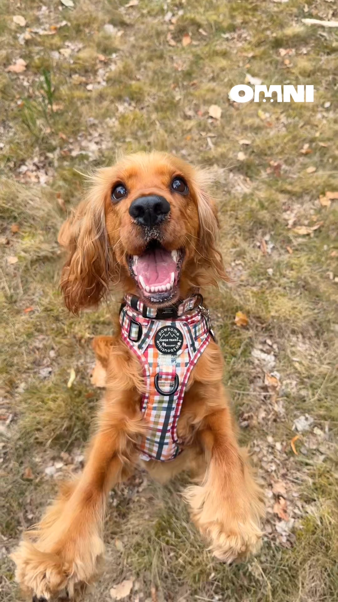 🩺 Vet Formulated 1-a-day Joints Chews 📆