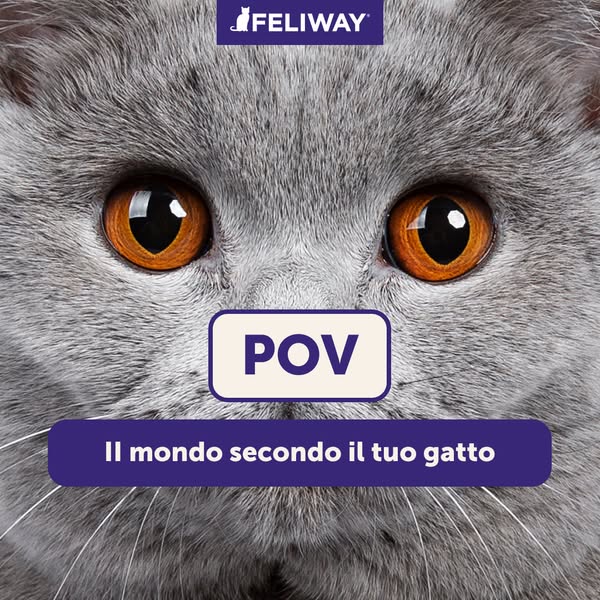 Feliway Italia