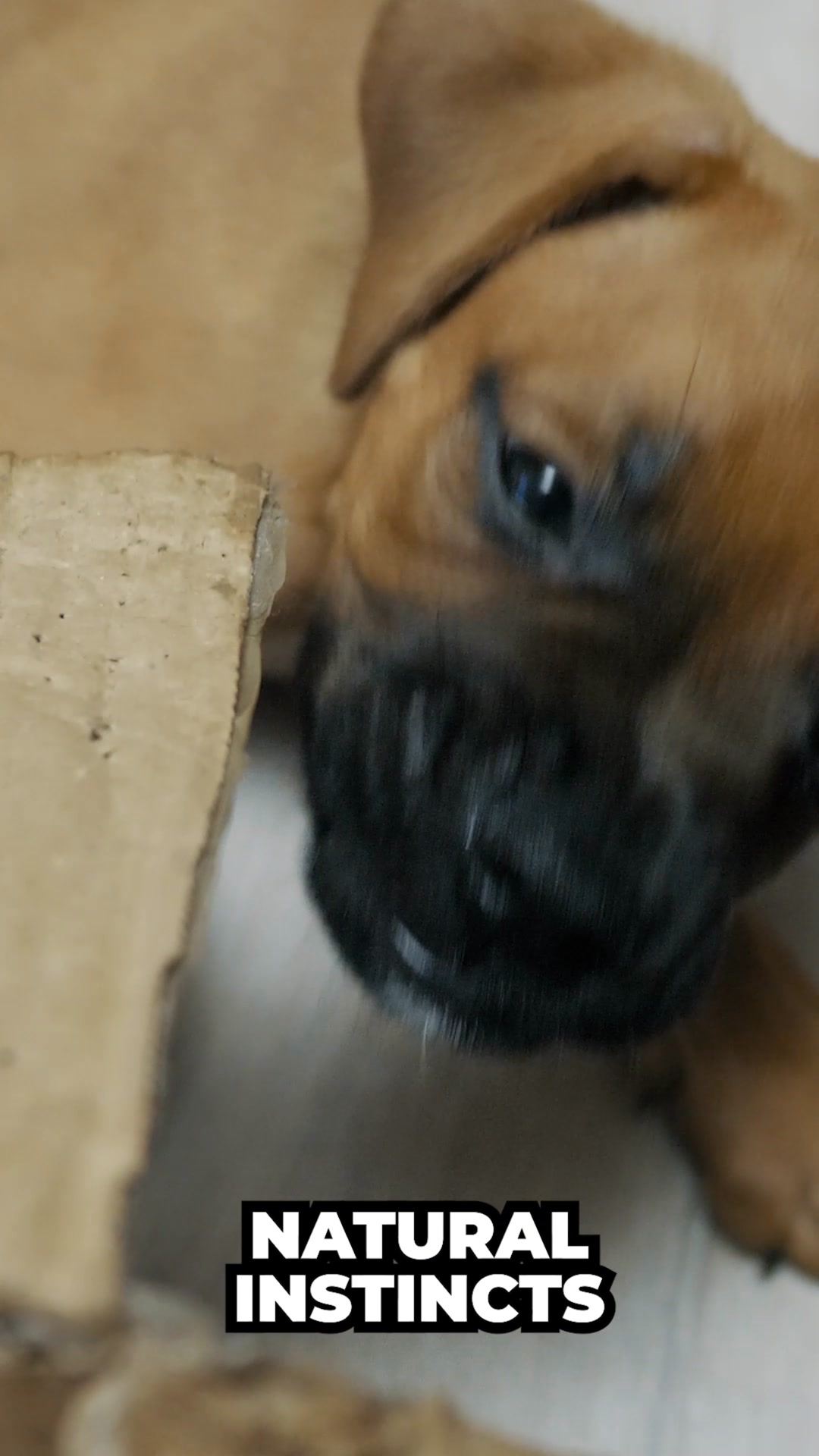 Do This To Relieve Your Dog’s Anxiety (It’s Genius!)