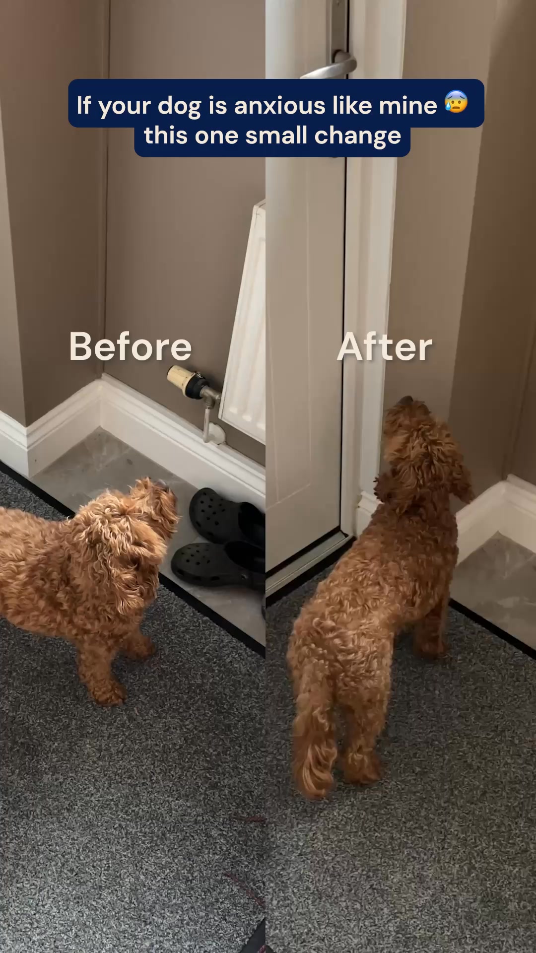 Calm & Relaxed Fish Chews