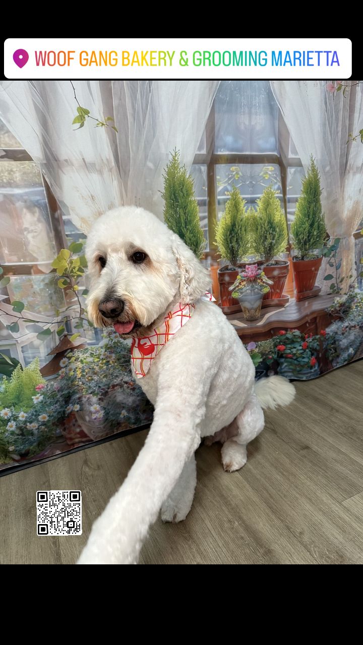 Hey there! Looking to Pamper your Furry Best Friend this week? 🐾 Woof Gang Bakery and Grooming Marietta has got you covered!

Whether your Pup needs a Groom Day with a Full-Groom✂️, a quick refresh with a Mini-Groom✂️, or just a good Old-fashioned Bath 🫧, we've got spaces open just for them!

Give us a bark at 470-523-8068 to book their Appointment, or simply Scan our QR Code to schedule! We can't wait to make your pet look and feel amazing. ✨