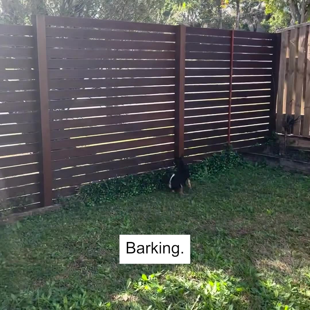 🐶 10% Off With Promo Code: EDOG10 🐶