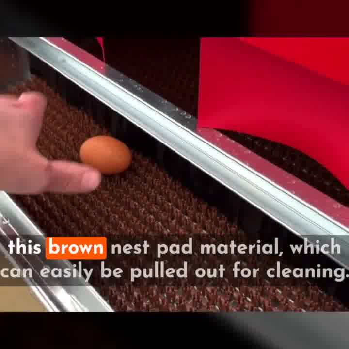 Collect Clean Eggs Everyday