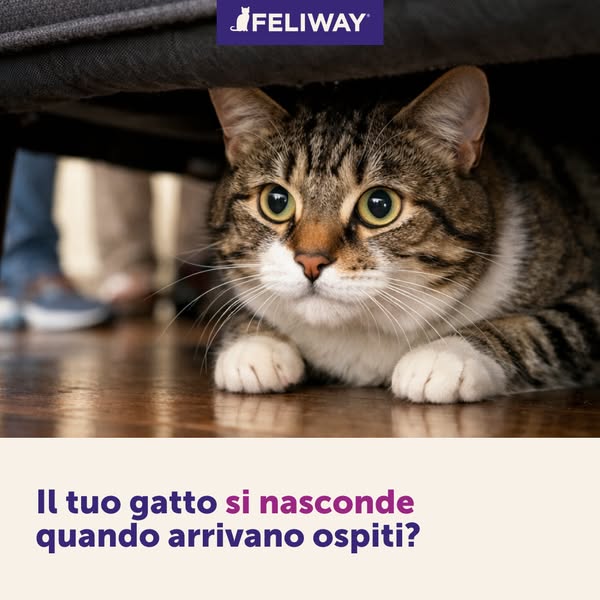 Feliway Italia
