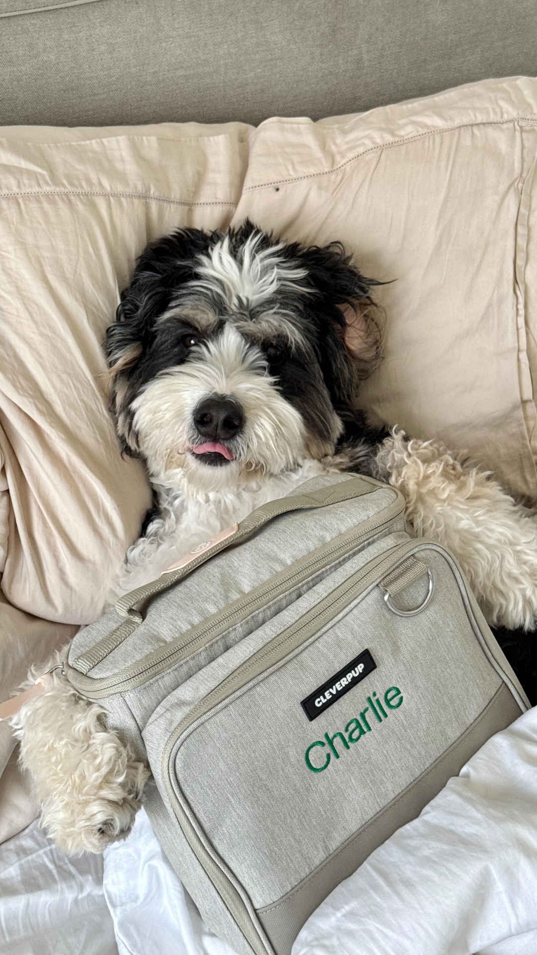 Make it theirs! Personalization is here! ⭐️ 
You can now customize your favorite Cleverpup gear with your pup’s name (because your dog  is a one-of-a-kind)