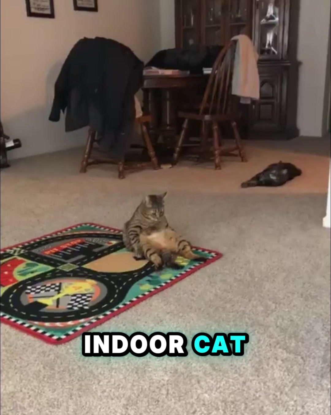 Keeps Your Cat Happy & Active