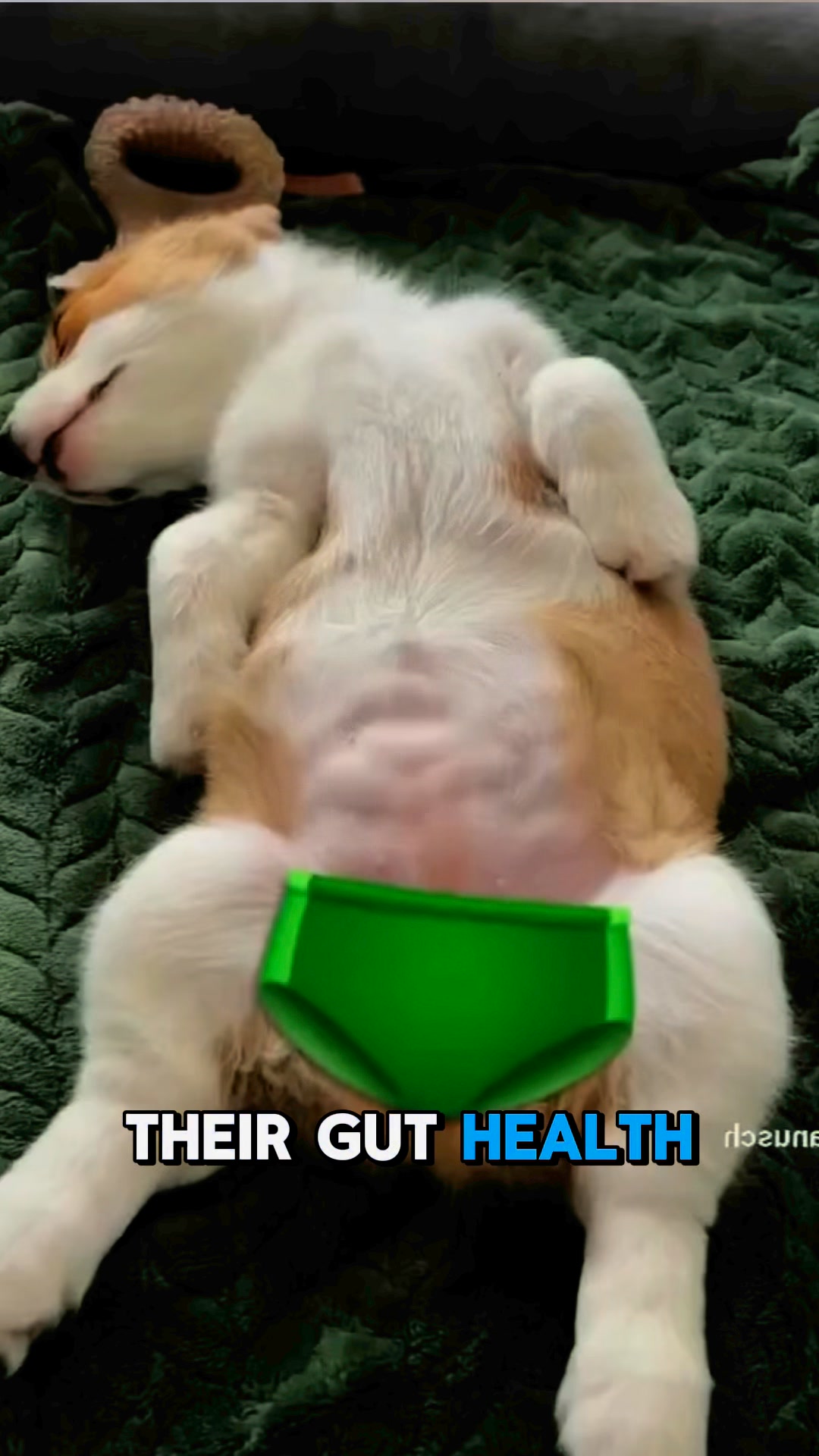 Gland & Gut Health Support for Dogs 🐶