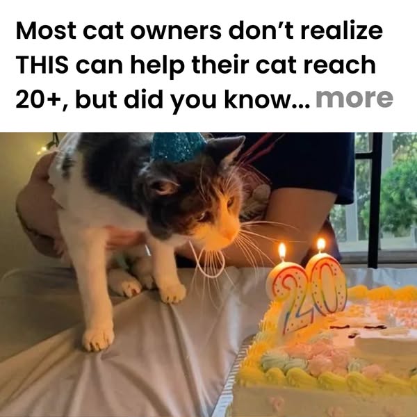 Every Cat Owner Should Read This 👆