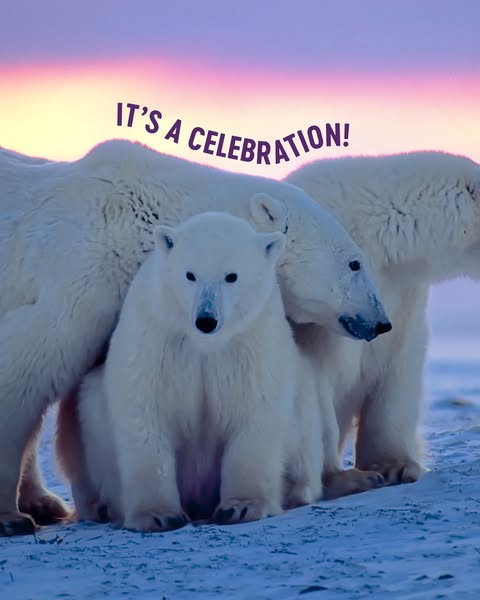 A group of polar bears is called a "celebration." Basically, it's the best party ever. 🐻‍❄️🎉 

Outside of feeding your pets, we also support polar bear nutrition and conservation in zoos, ensuring there will be many more celebrations for years to come. 💜
