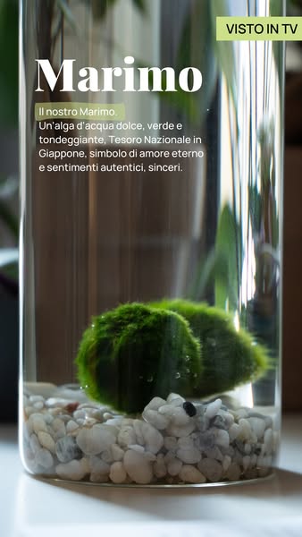 Marimo Original