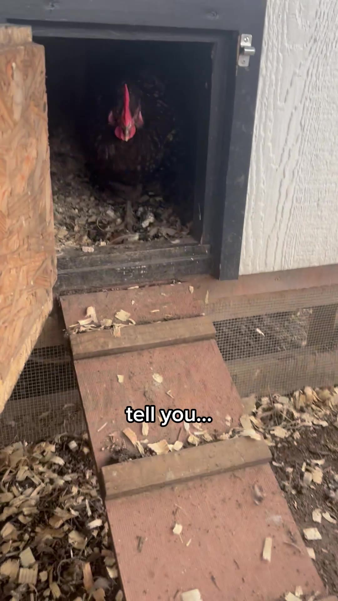 ⭐⭐⭐⭐⭐ Eggcellent