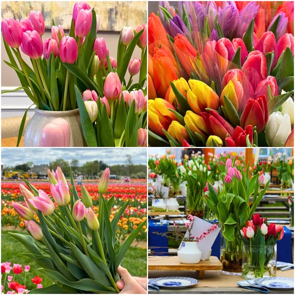 Limited Daily Stock!🌷Get Your Now