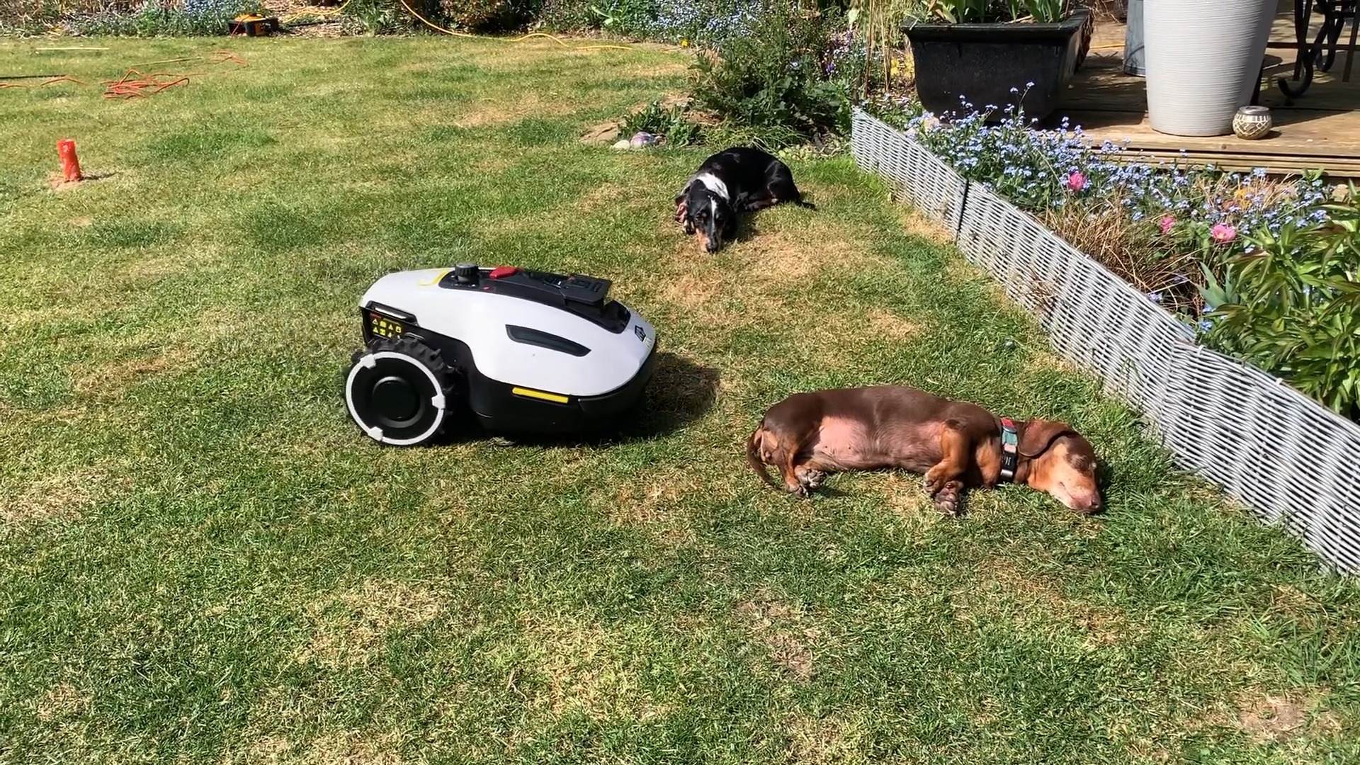 Video of the Day 🌞🐾
YUKA mini’s out here working hard, while the dachshunds are out here... doing absolutely nothing. 😎🌿
Sun, naps, and mowing — the perfect backyard vibe!
🎥 by Gary Vatcher

#Mammotion #YUKAmini #MowEasyLifeBreezy #SmartLawnCare #PetFriendly #ChillVibes