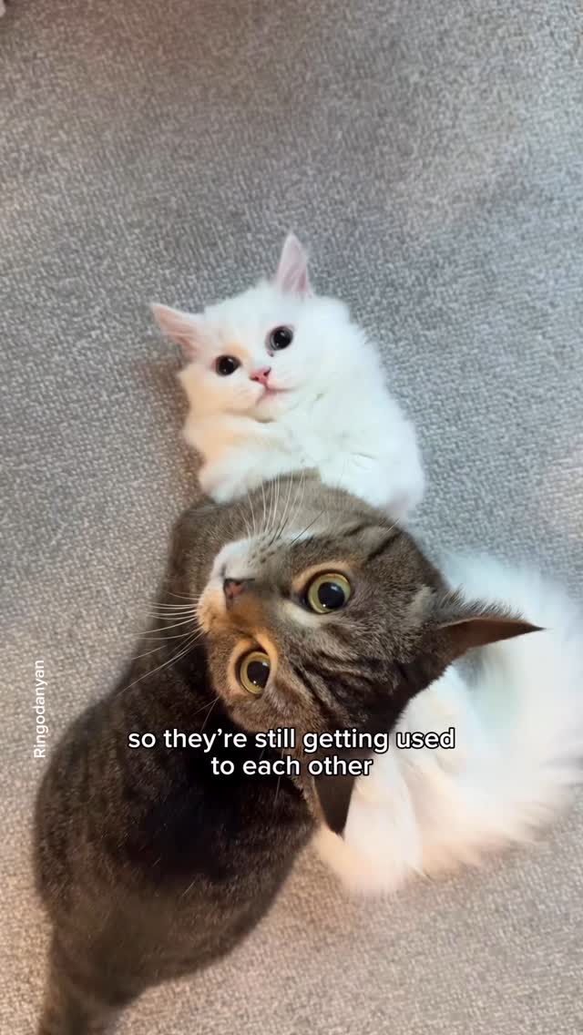 Ever wonder what your cats are really up to when you’re out or asleep? I finally have answers.

The @petlibro Scout camera‘s AI is so brilliant it recognizes each of my cats by name, capturing their secret adventures day or night. 
It even perfectly recorded one of them having a dramatic hairball moment while I was fast asleep!😅

See their secret lives for yourself! 
🔗Link in bio, and use
✨my code: ringo20✨
for 20% off🏷️

@petlibro 

#cats #petlibro #catsofinstagram 
#funnycats #funnycat #catsgram
#cats_of_world #にゃんすたぐらむ #냥스타그램