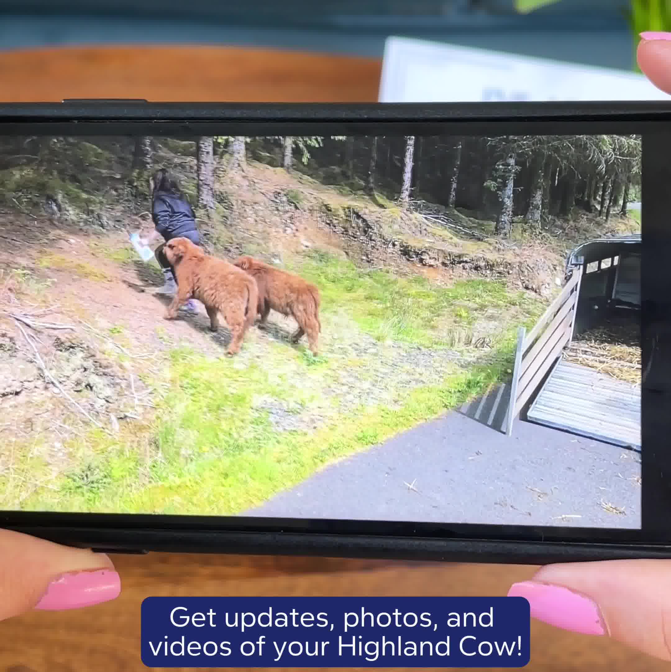 Adopt a Highland Cow for £25