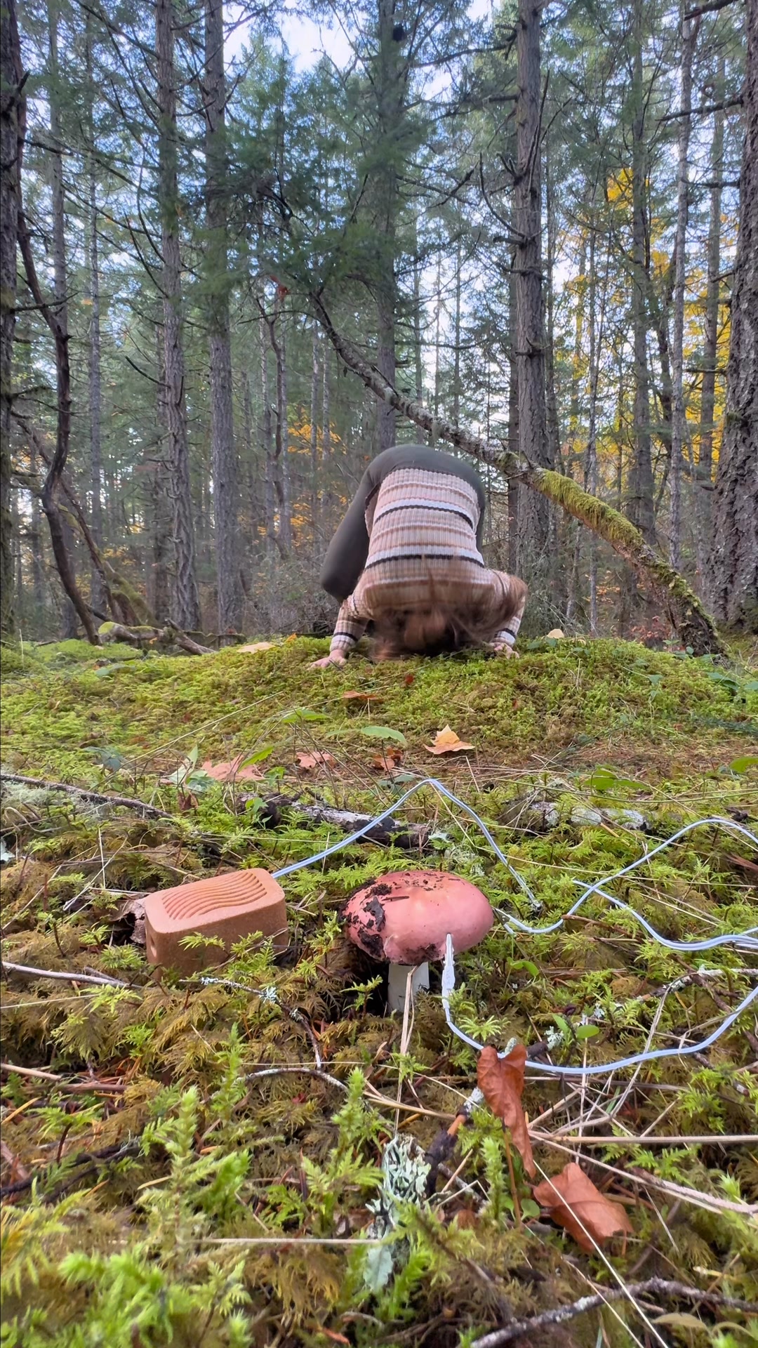 Tune into Nature's Secret Song