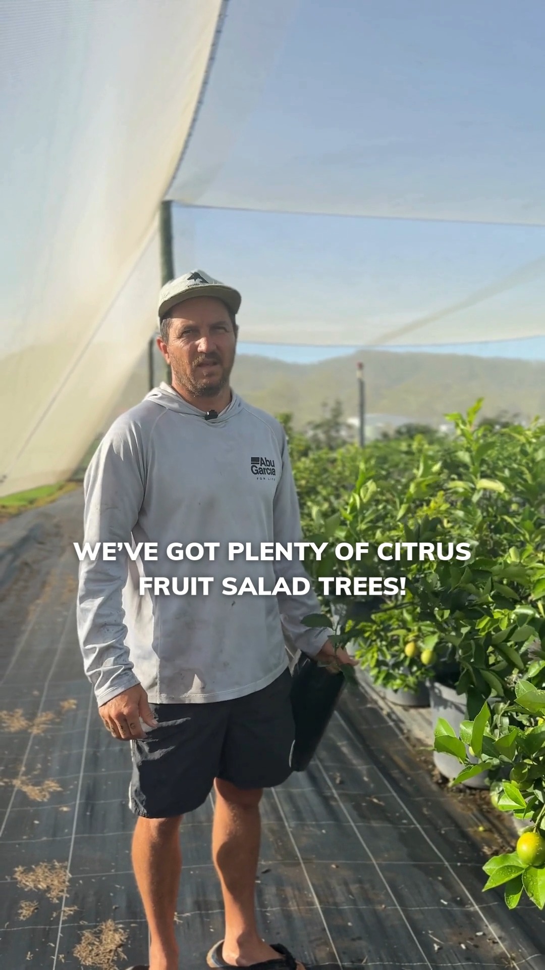 Grow different citrus fruits on the same tree