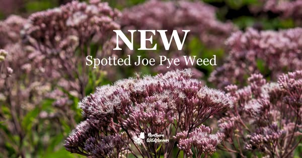 Northern Wildflowers