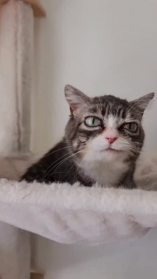 Being able to actually see Winky using her automatic litter box has helped me catch constipation issues faster and stay on top of her meds. That alone makes this worth it to me. 
If you are looking for a safe, high-quality, smart litter box, I recommend PETKIT.
 Link in my Linktree. @petkitus

#sponsored  #petkit #purobot #purobotmaxpro2 #smartlitterbox